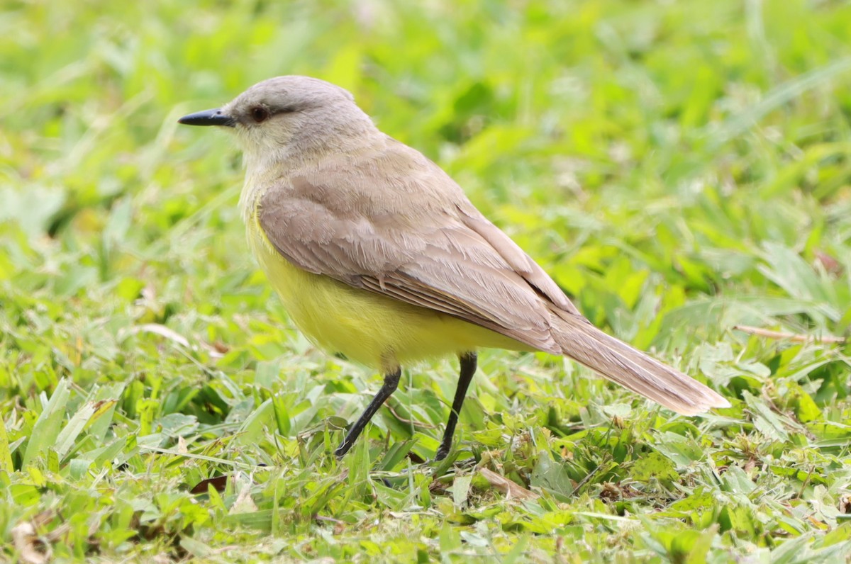 Sığır Tiranı - ML645602515