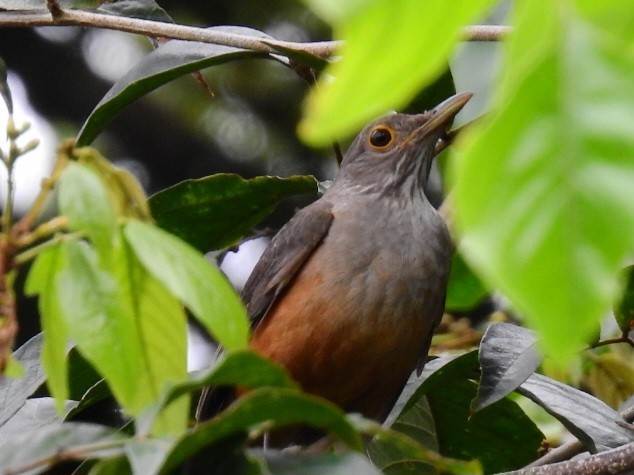 Kızıl Karınlı Ardıç - ML645602518