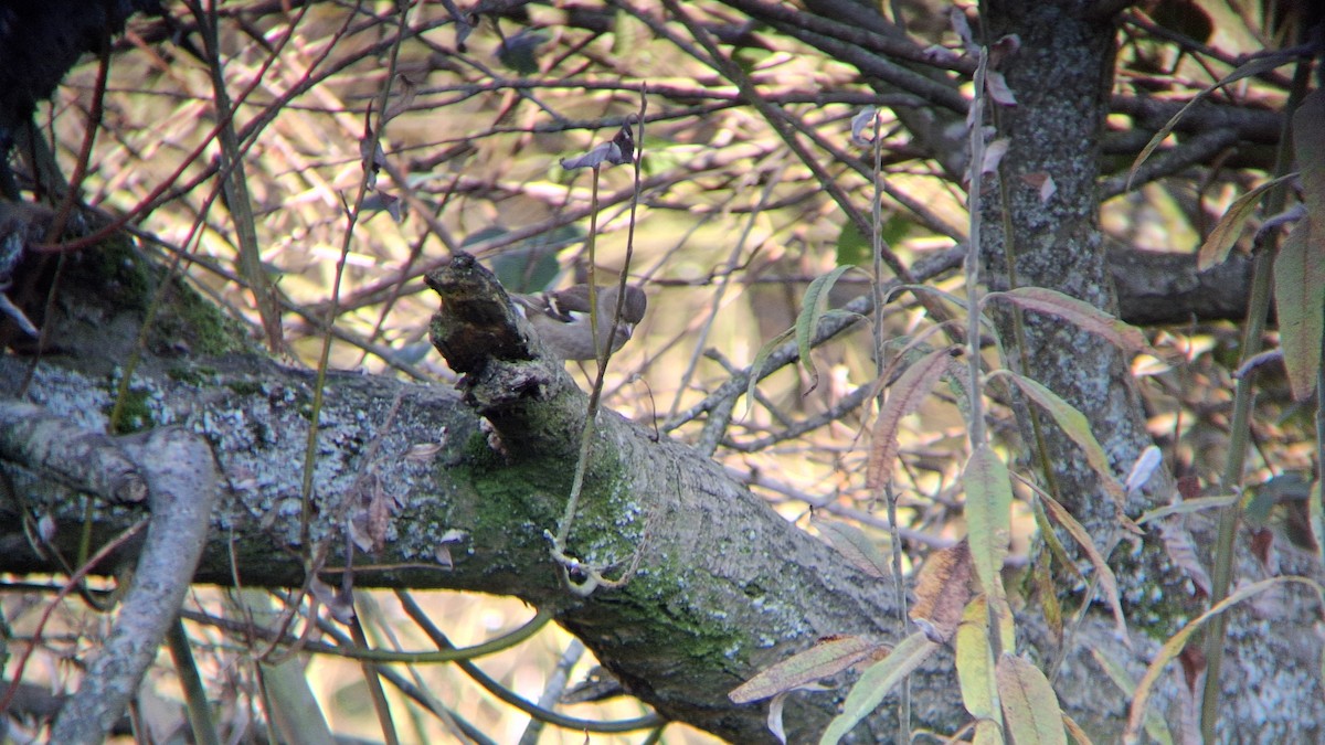 İspinoz - ML645602520