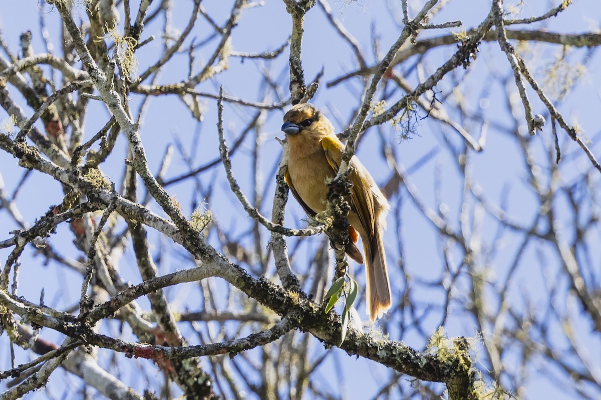 Kahverengi Tangara - ML645602526