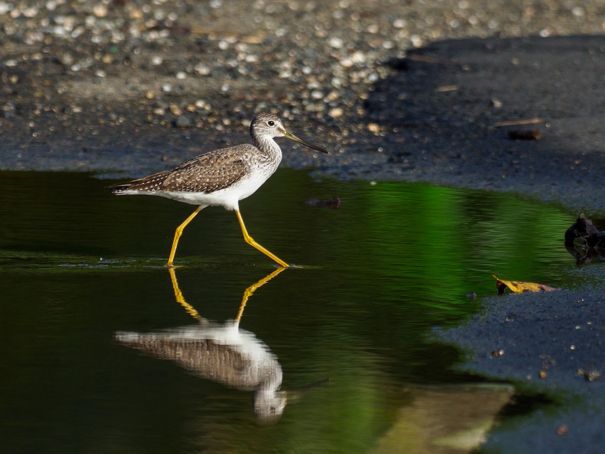 Büyük Sarıbacak - ML645602528