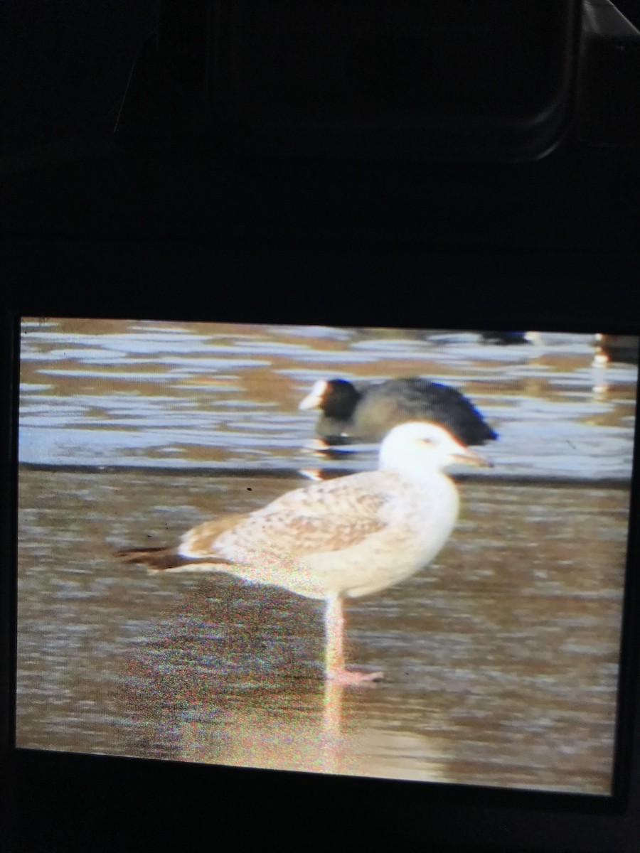 Hazar Martısı - ML645602529