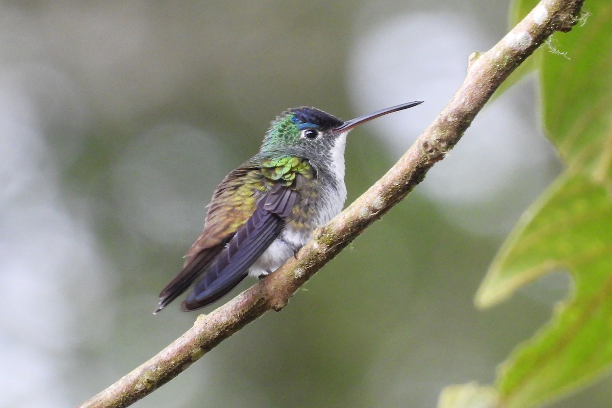 And Zümrütü - ML645602530