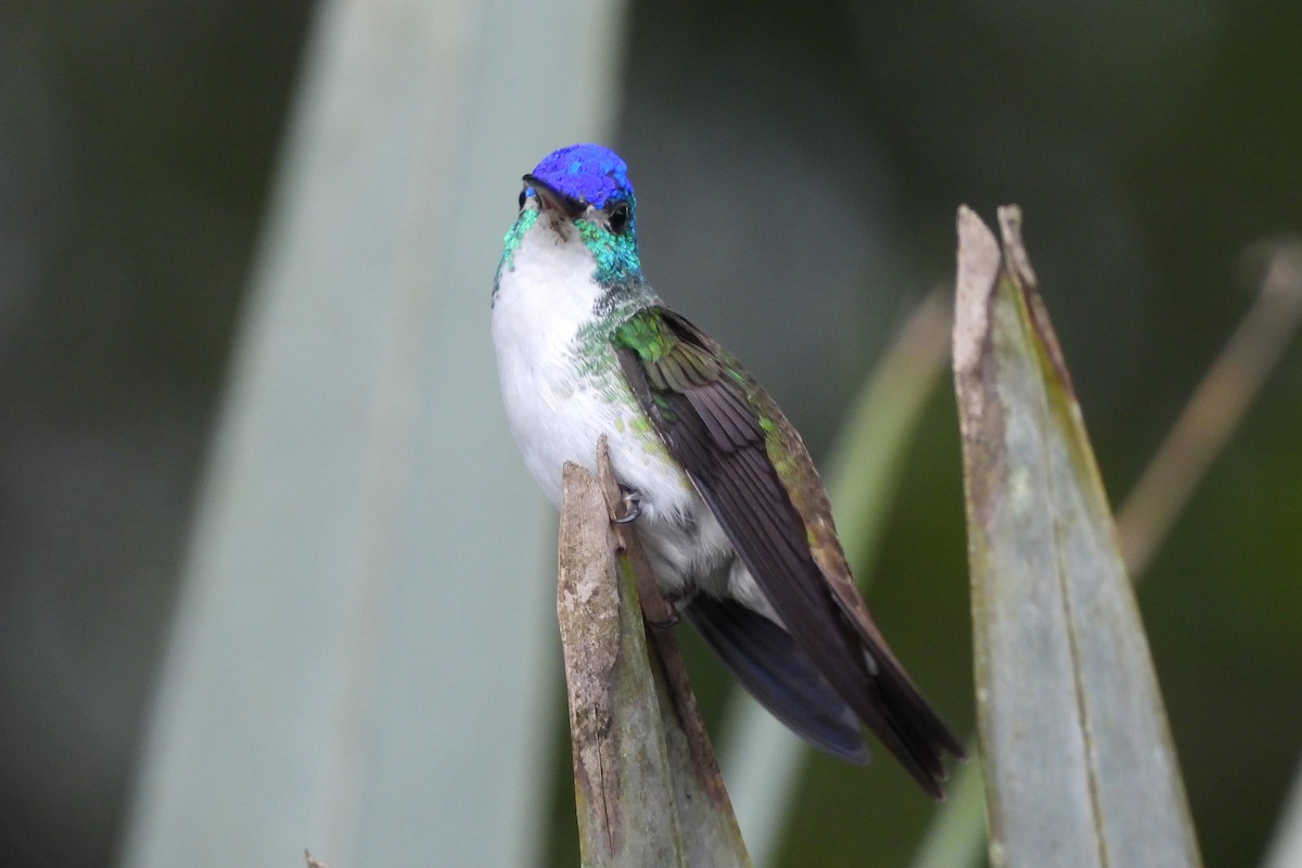 And Zümrütü - ML645602531