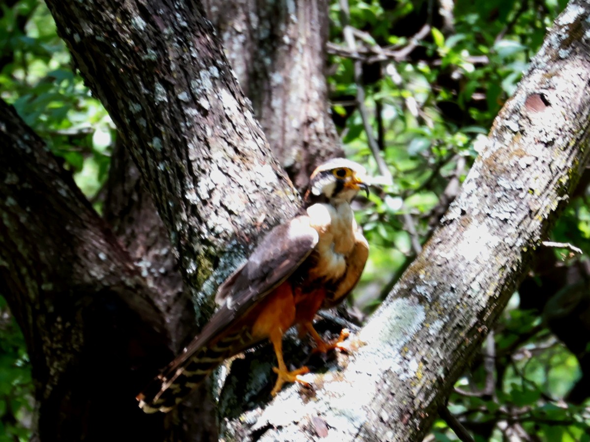 Kurşuni Doğan - ML645602532