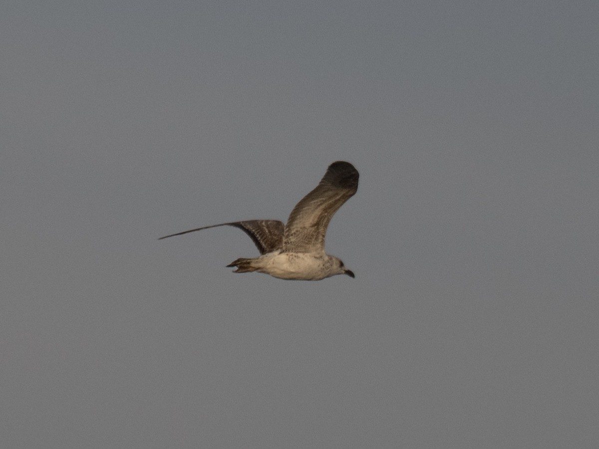 Hazar Martısı - ML645602533