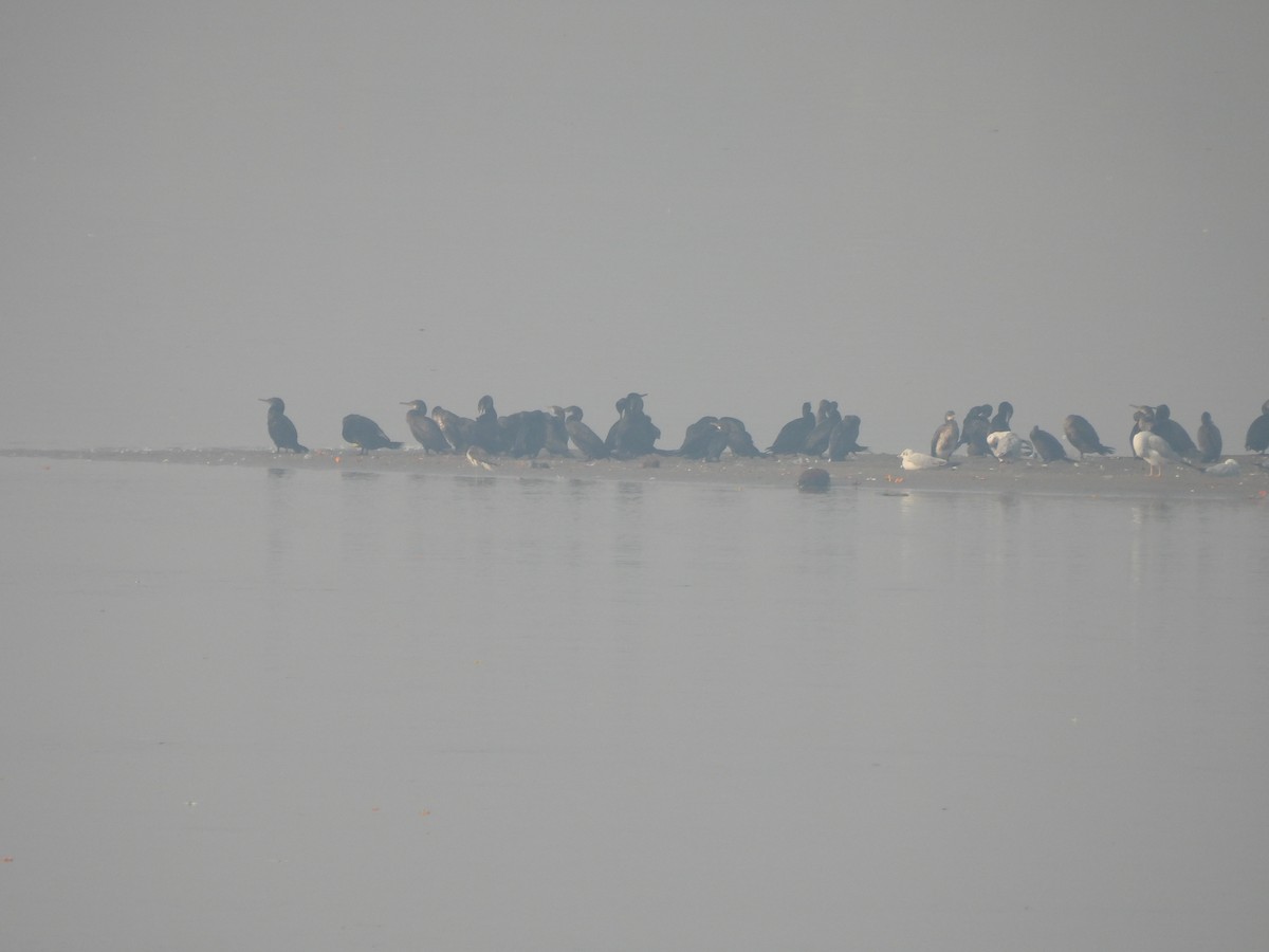 Karabatak - ML645602534