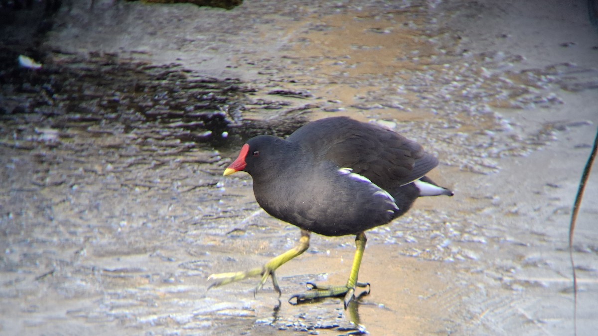 Sutavuğu - ML645602536