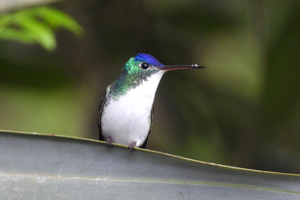 And Zümrütü - ML645602537