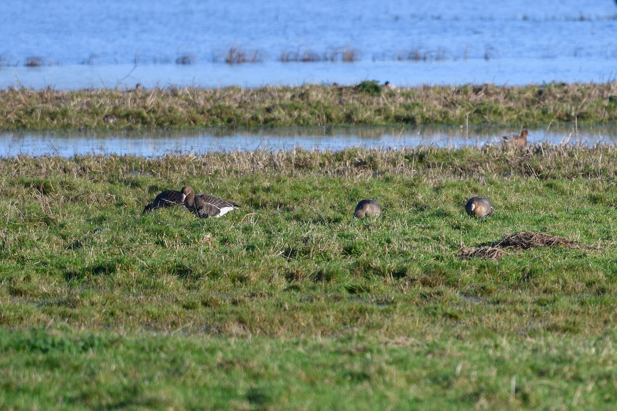 Sakarca (albifrons) - ML645602538