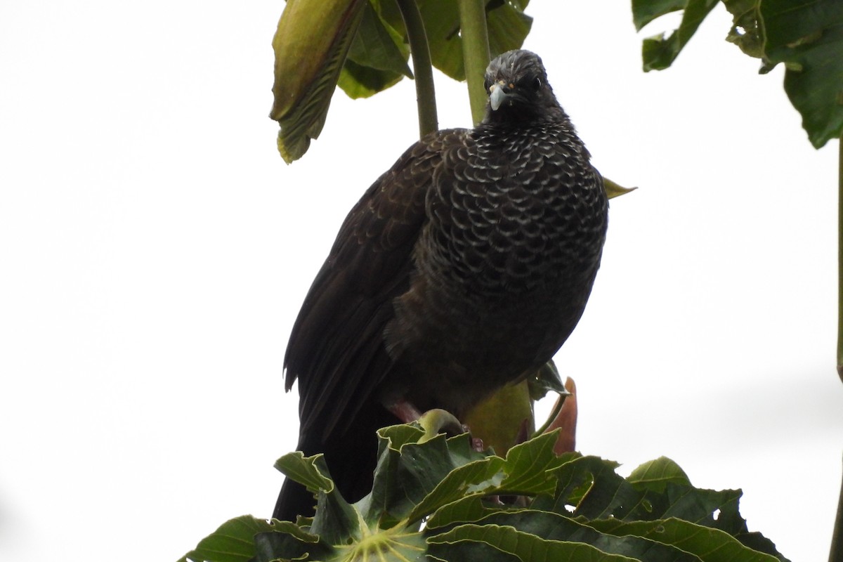 İncili Çaçalaka - ML645602541