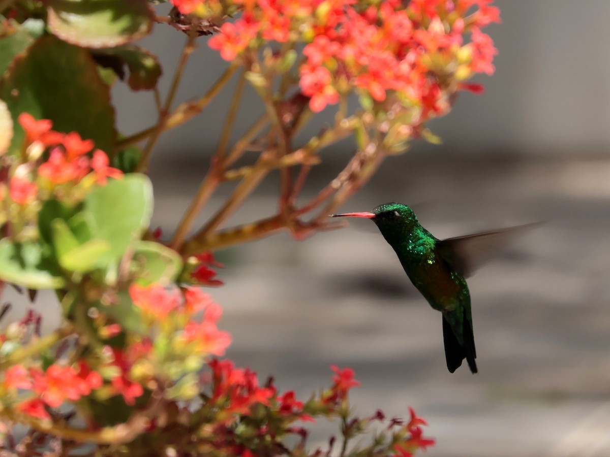 Altın Karınlı Zümrüt - ML645602542