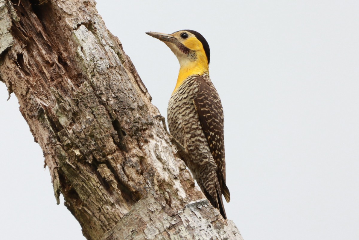 Kır Ağaçkakanı - ML645602544