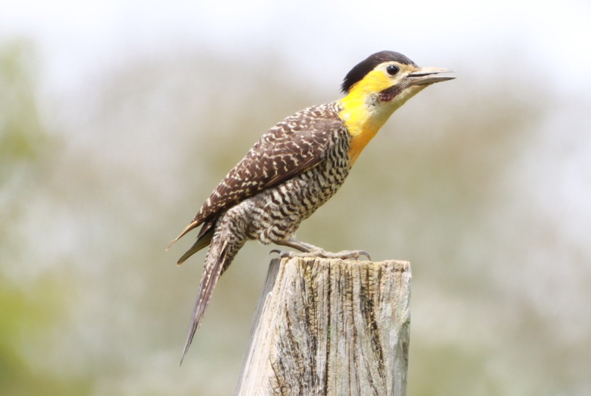 Kır Ağaçkakanı - ML645602545