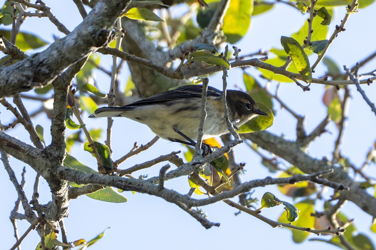 Taçlı Ötleğen - ML645602546