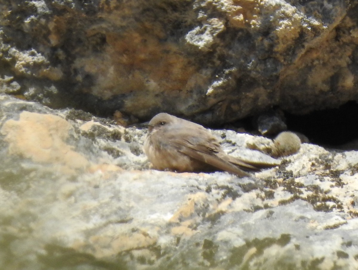 Eurasian Crag-Martin - ML645602578