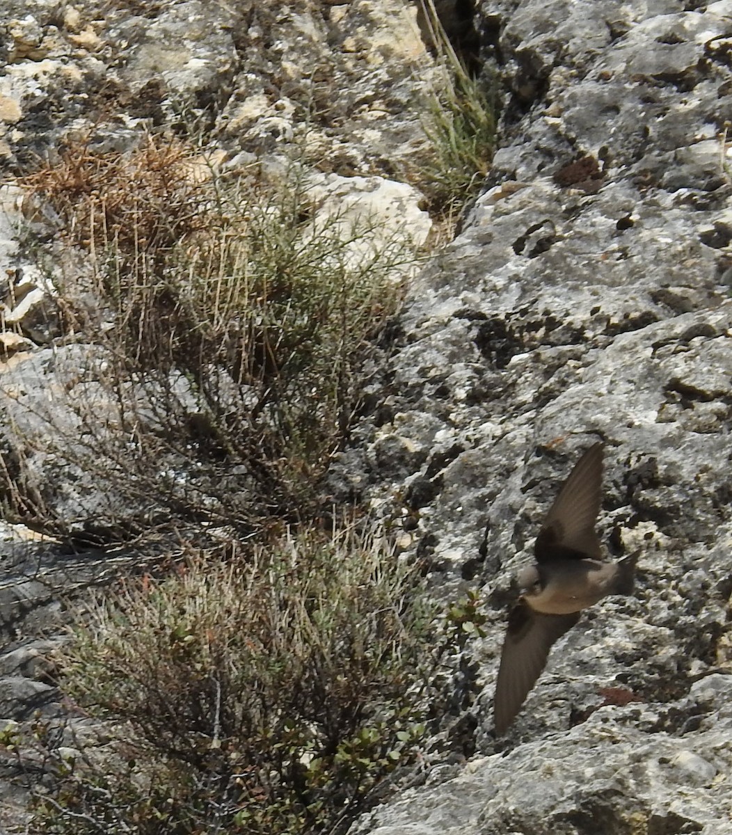 Eurasian Crag-Martin - ML645602579