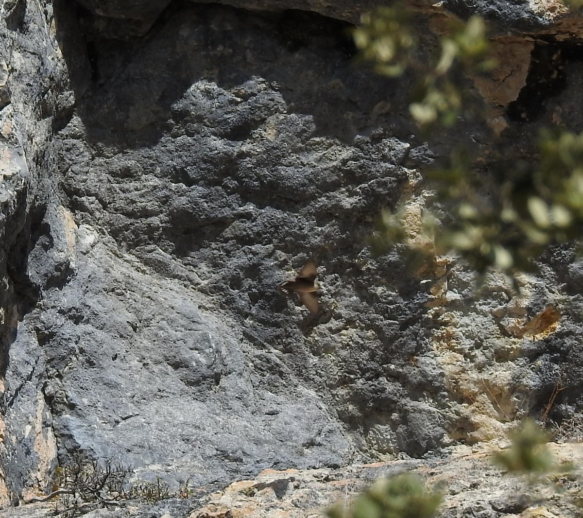 Eurasian Crag-Martin - ML645602580