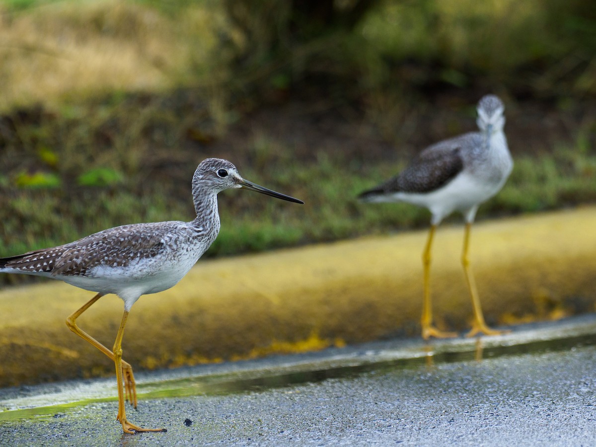 Greater Yellowlegs - ML645602583