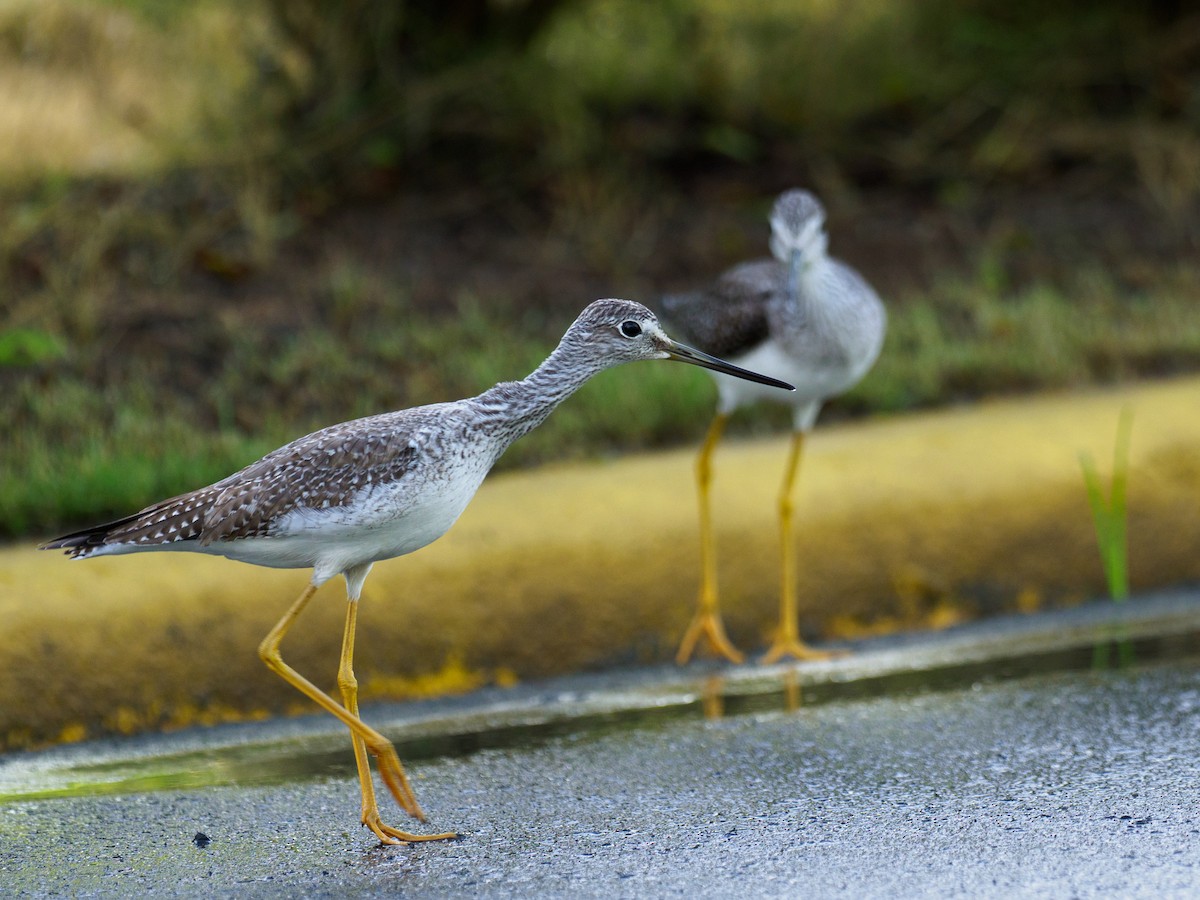 Greater Yellowlegs - ML645602584