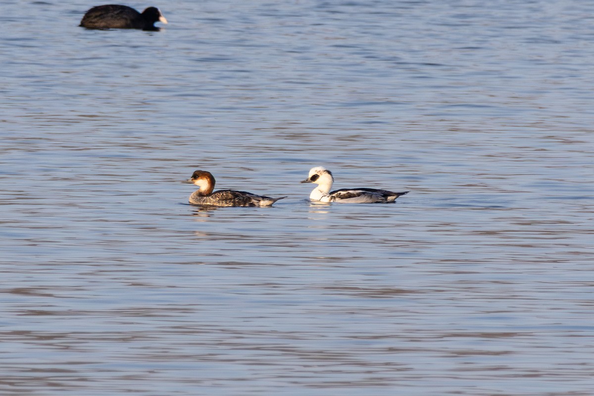 Smew - ML645602587