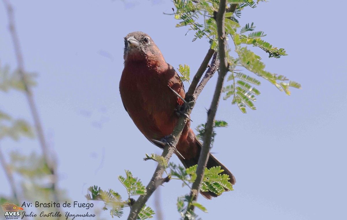 Red-crested Finch - ML645602589