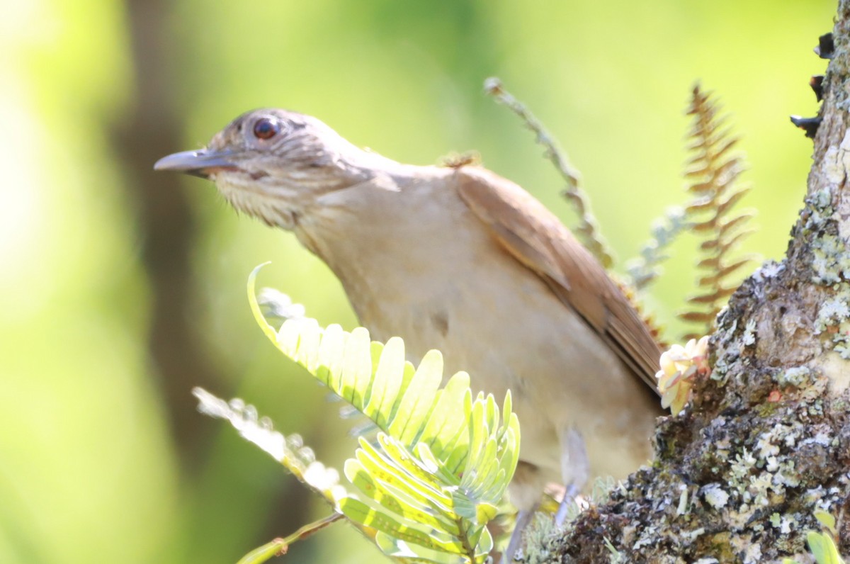 Pale-breasted Thrush - ML645602603