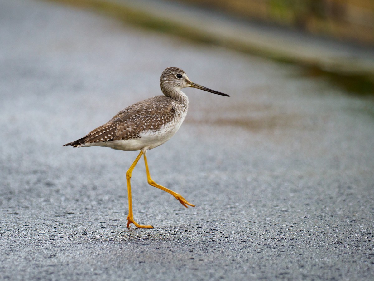 Greater Yellowlegs - ML645602604