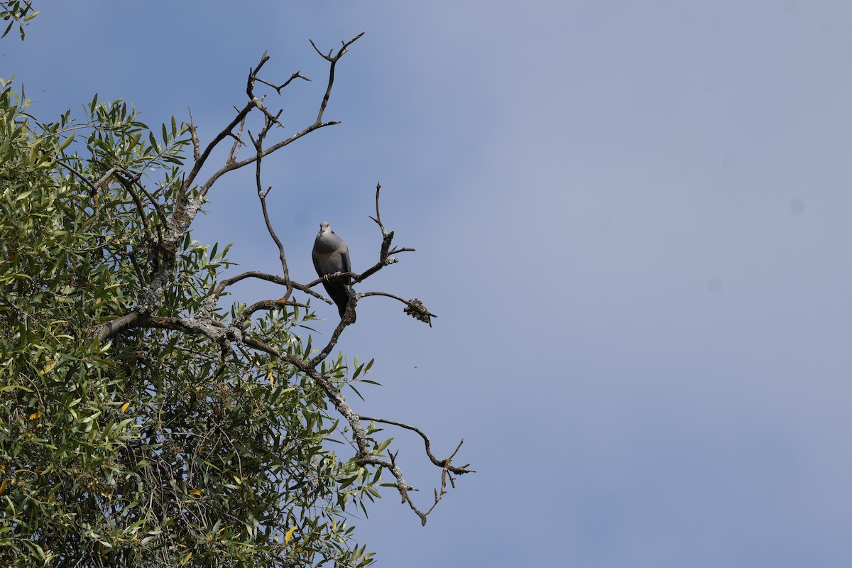 תור כהה - ML645602606
