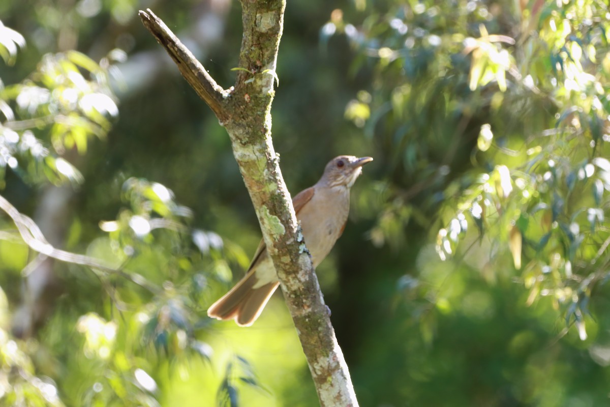 Pale-breasted Thrush - ML645602617