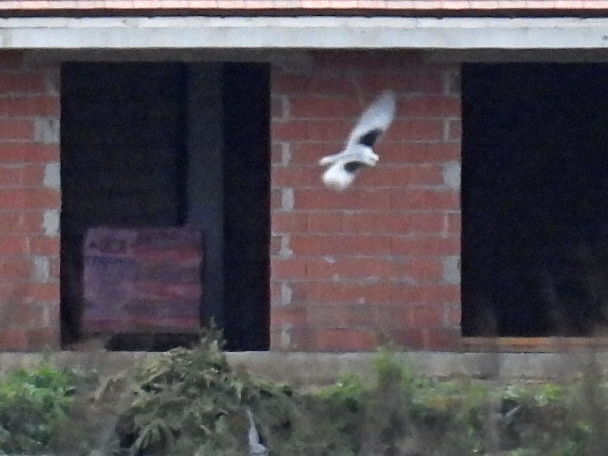 Nibbio bianco - ML645602627