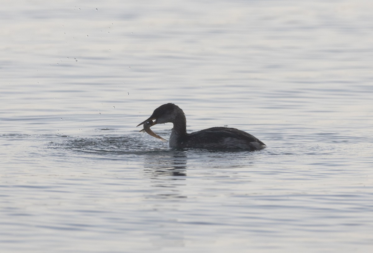 Пірникоза сірощока - ML645602639