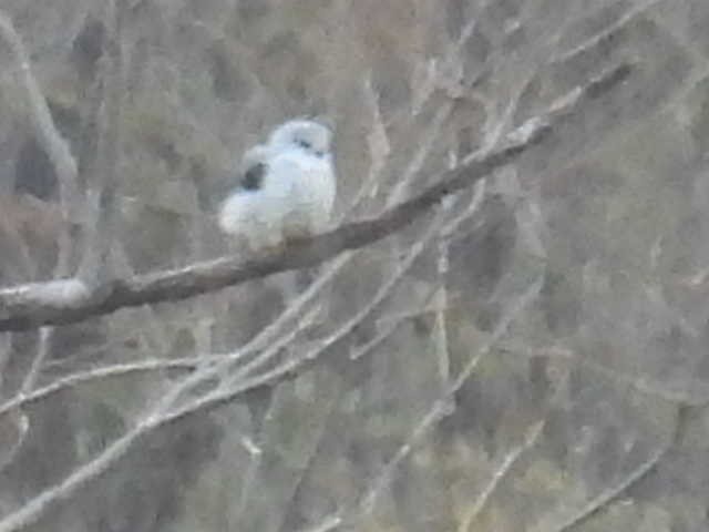 Nibbio bianco - ML645602640