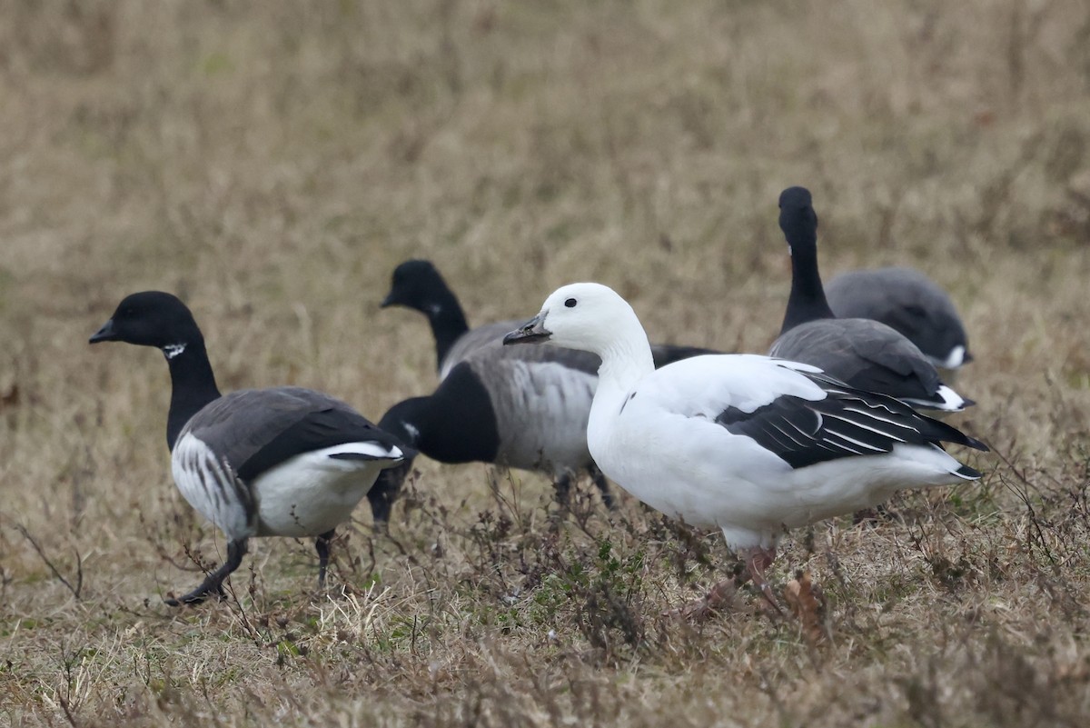 Snow Goose x Brant (hybrid) - ML645602649