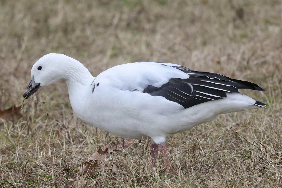 Snow Goose x Brant (hybrid) - ML645602650