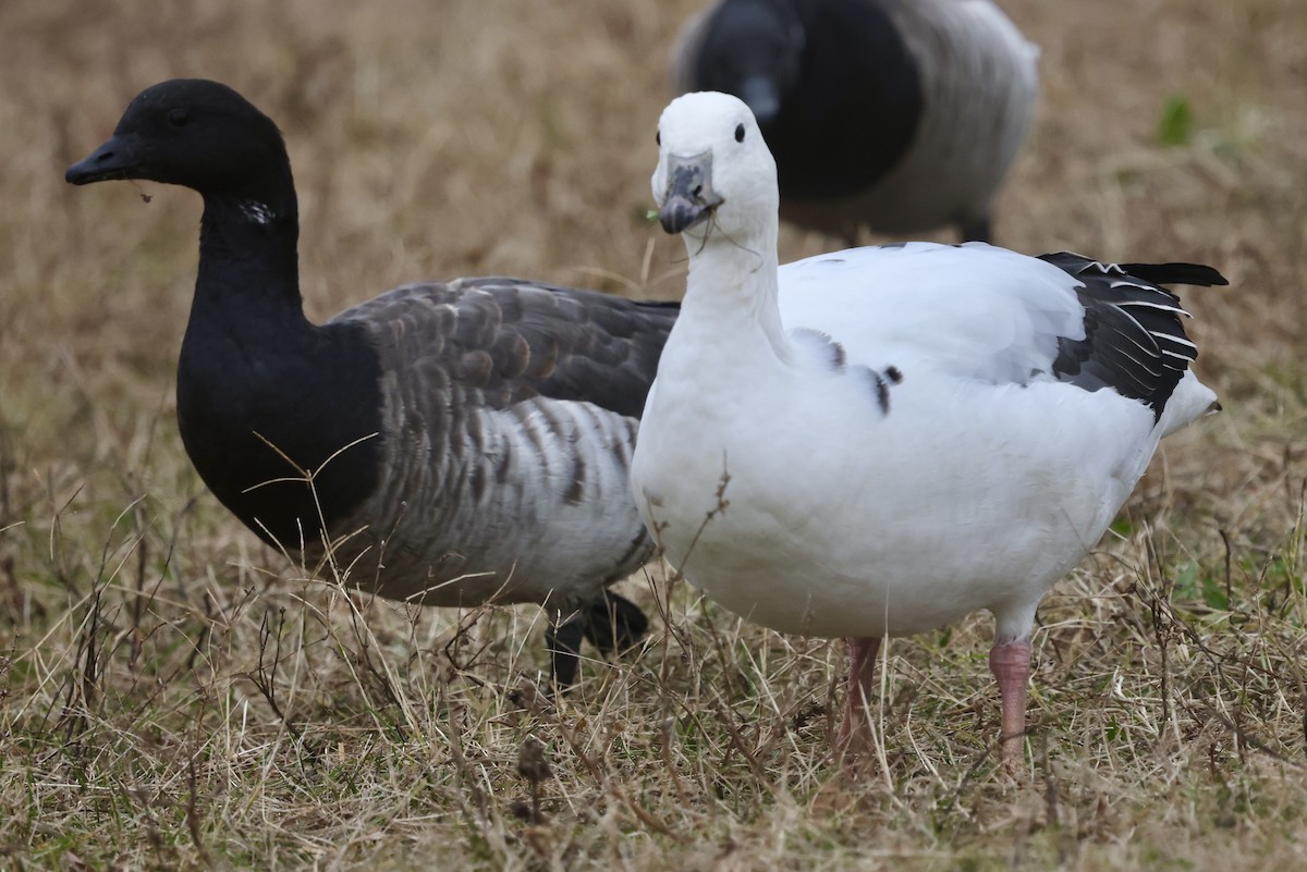 Snow Goose x Brant (hybrid) - ML645602651