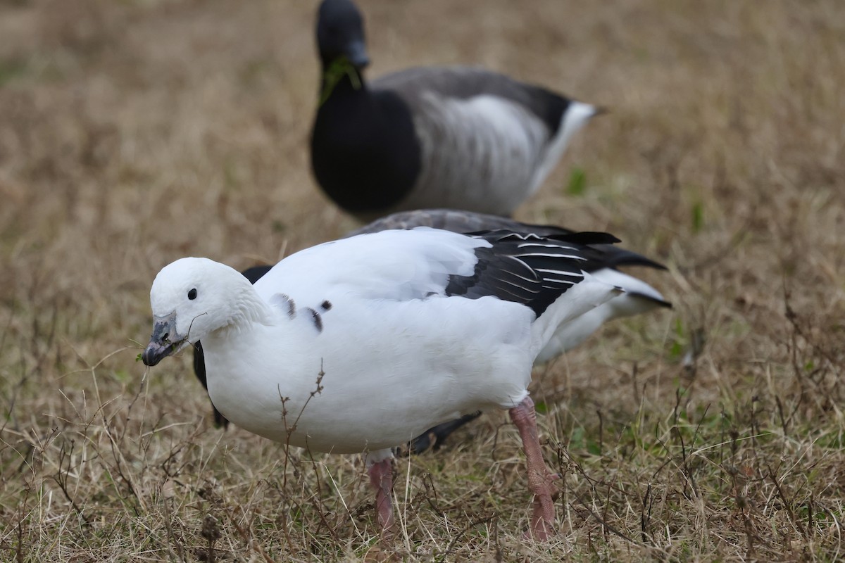 Snow Goose x Brant (hybrid) - ML645602652