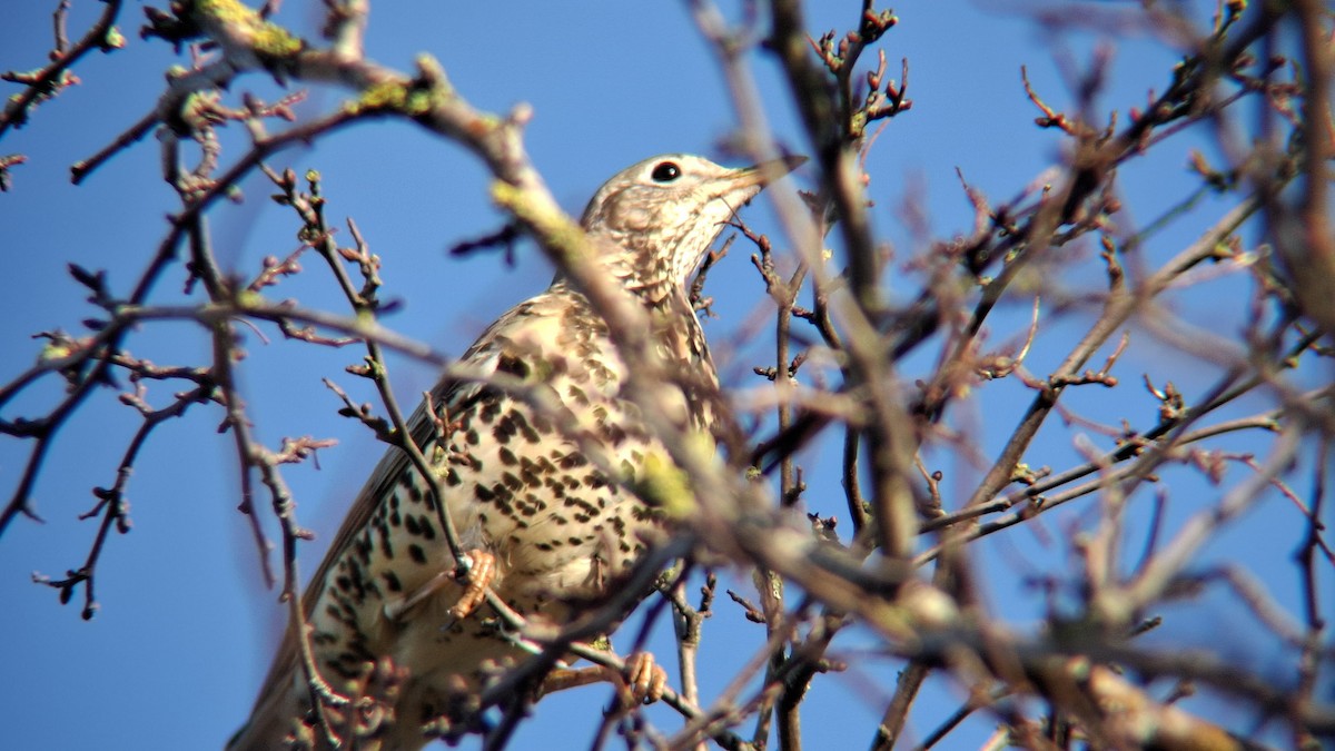 ヤドリギツグミ - ML645602654