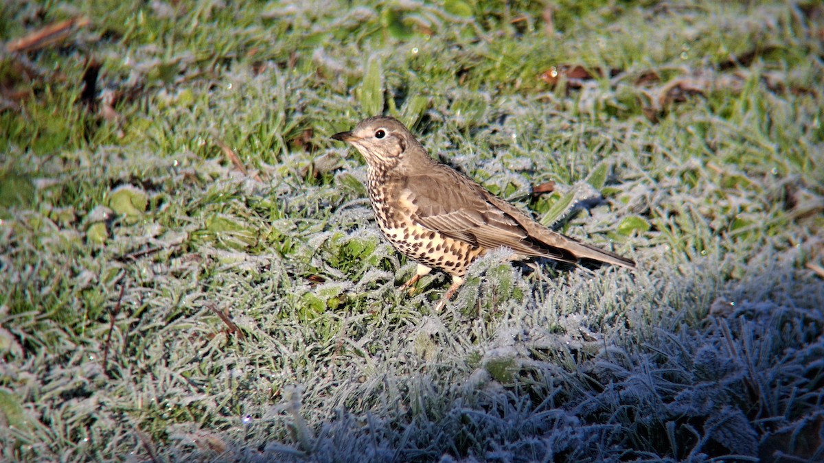 ヤドリギツグミ - ML645602655