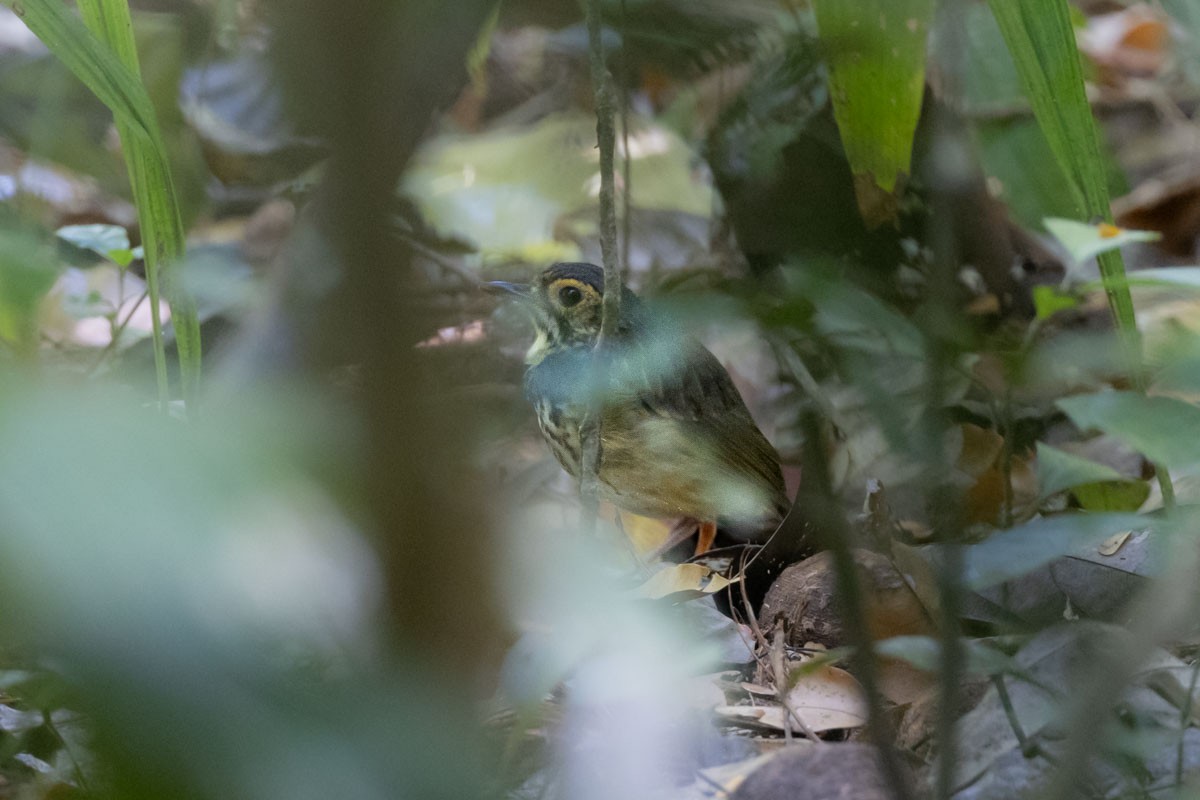 Snethlage's Antpitta - ML645602665