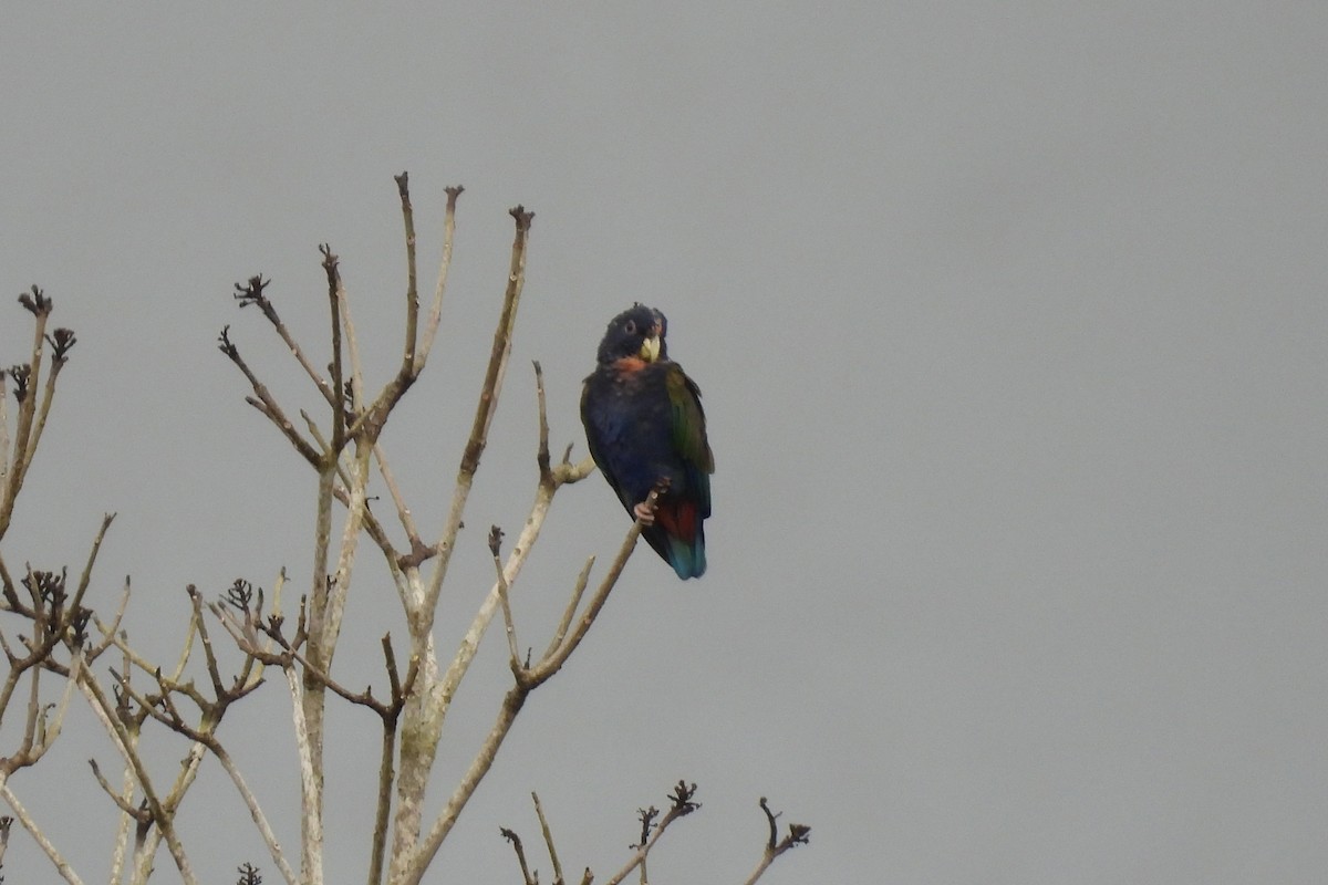 Bronze-winged Parrot - ML645602666