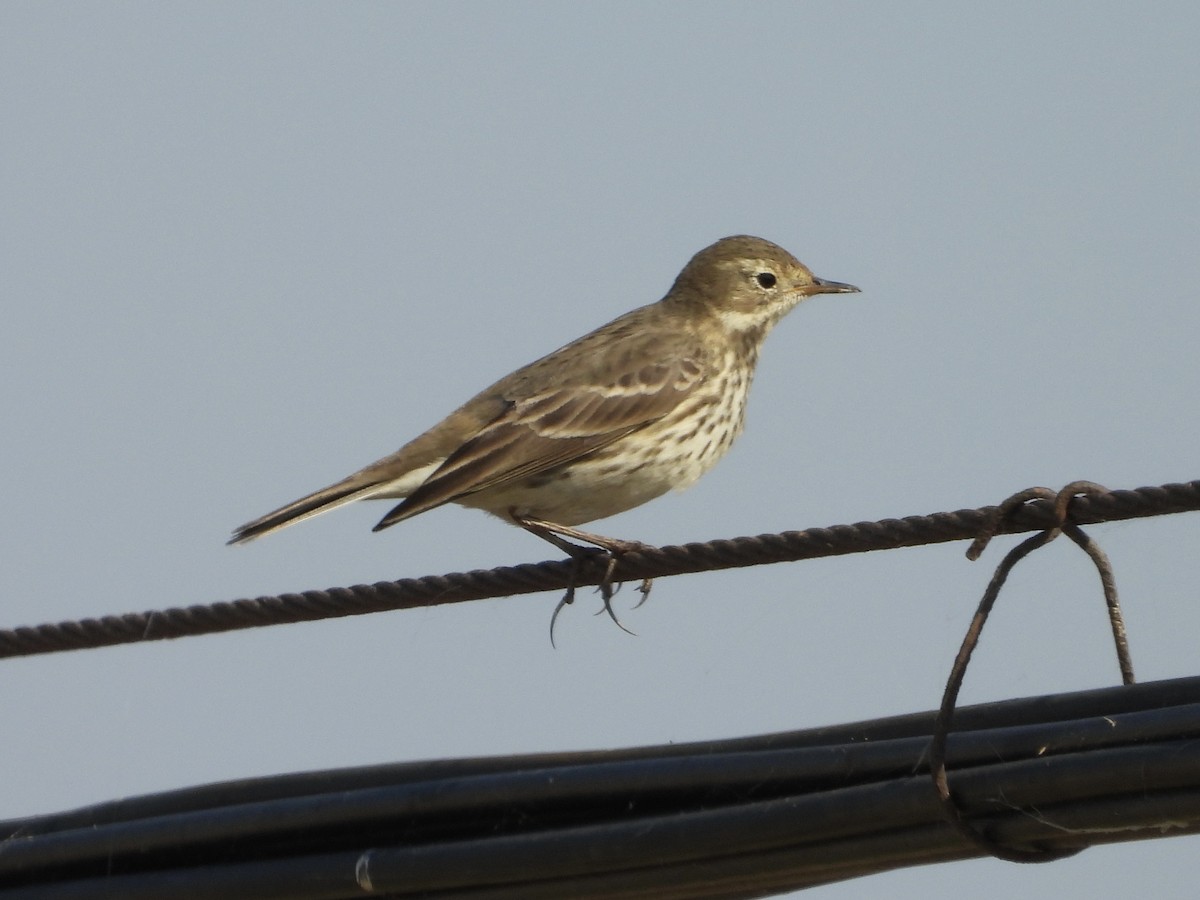 Siberian Pipit - ML645602685
