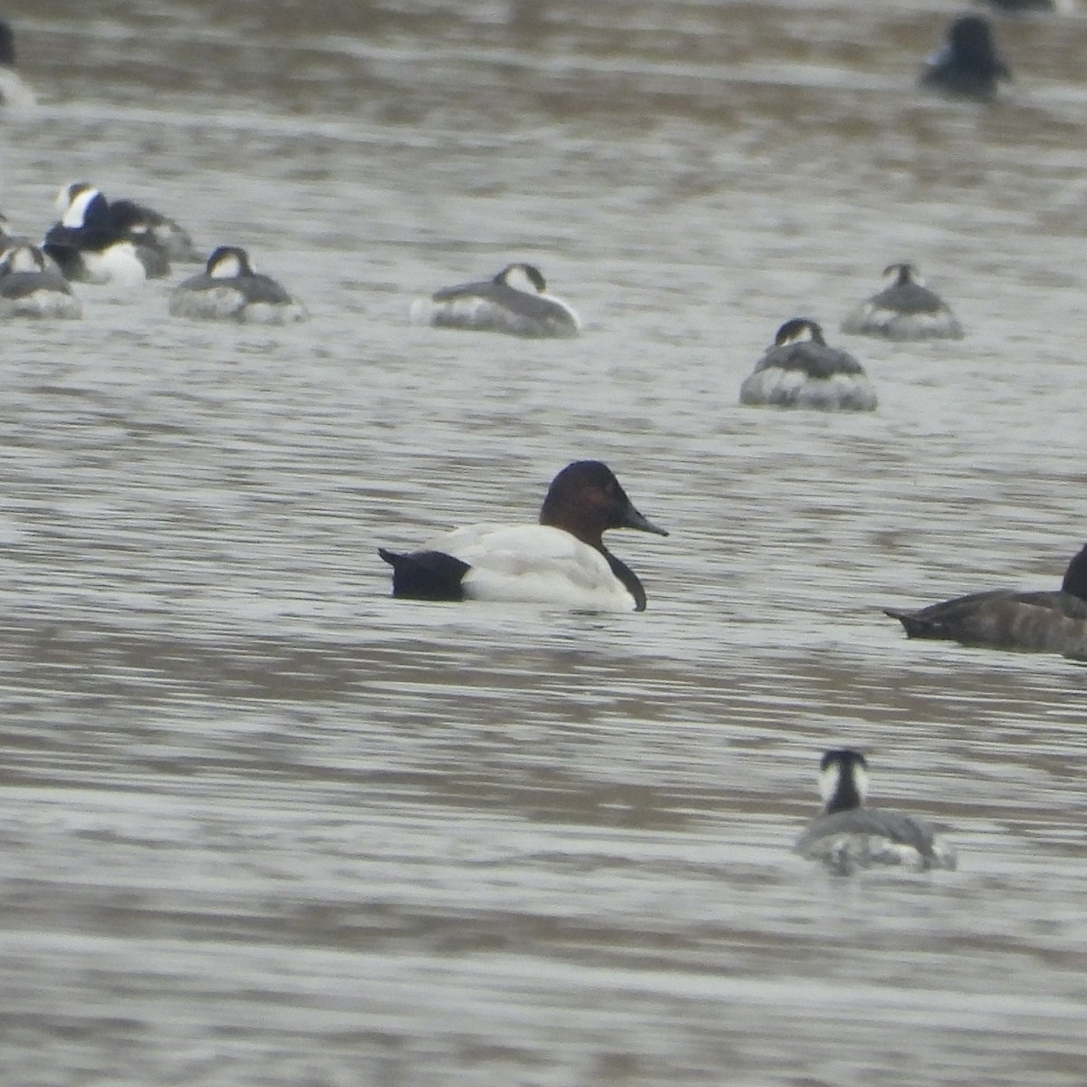 Murgilari bizkarzuria - ML645602686