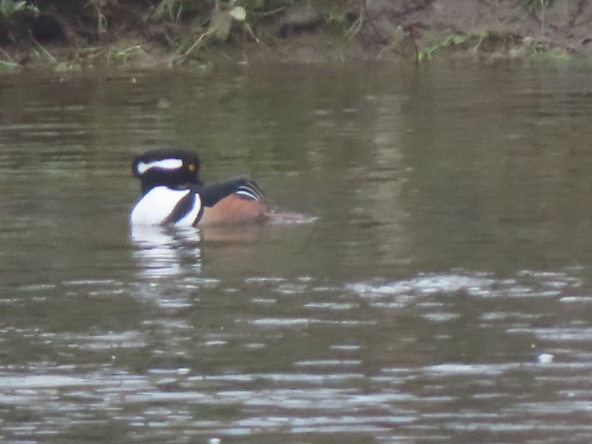 Hooded Merganser - ML645602689