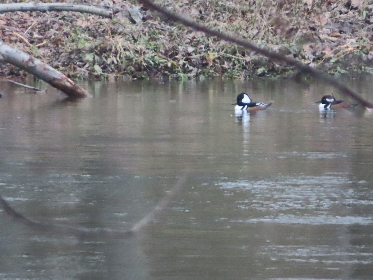 Hooded Merganser - ML645602690