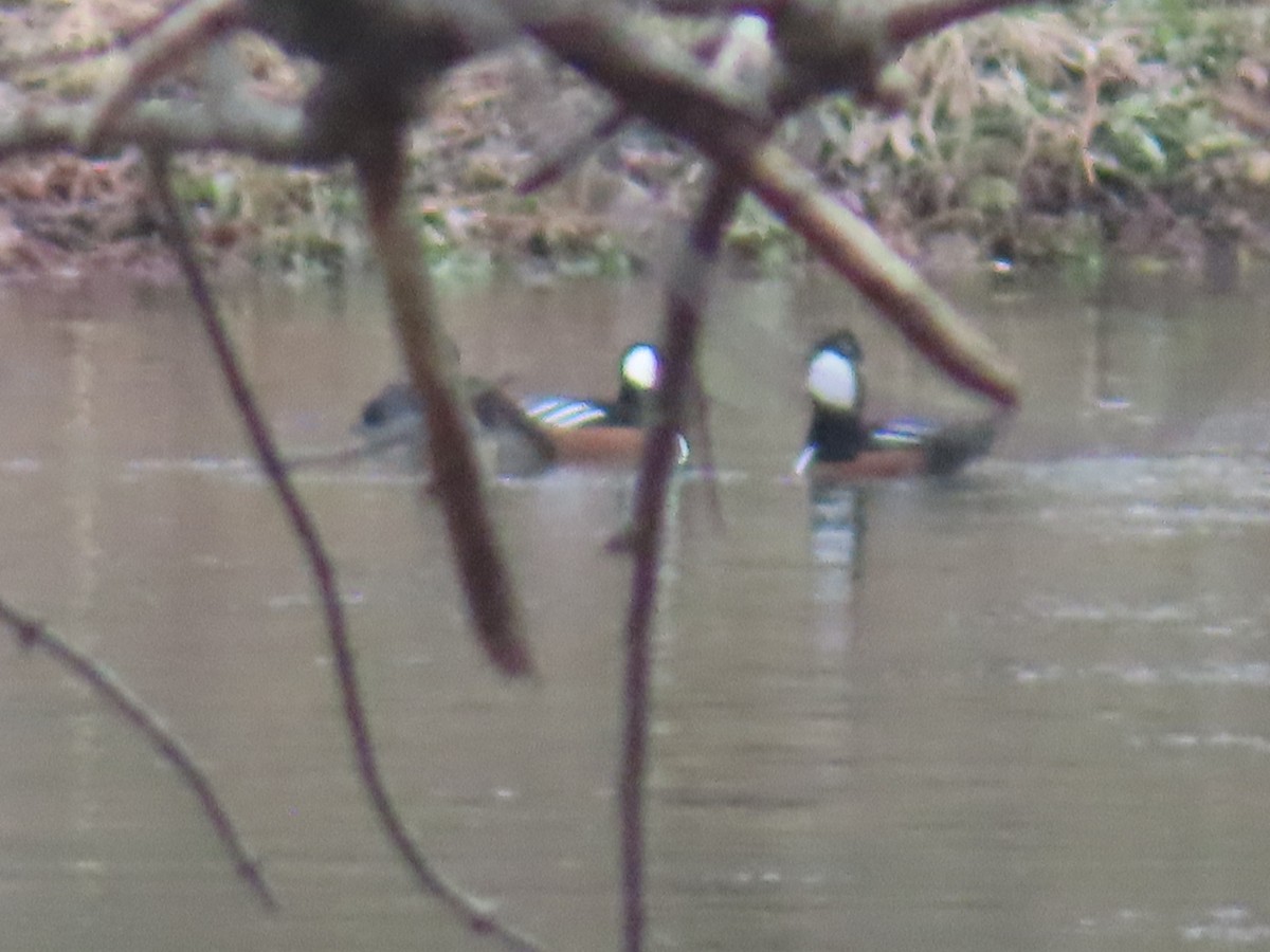 Hooded Merganser - ML645602691