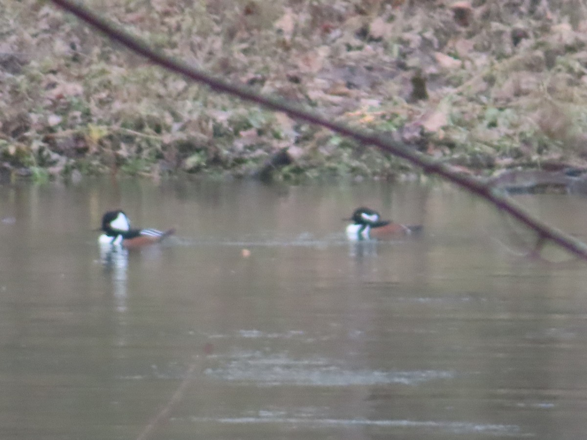 Hooded Merganser - ML645602692