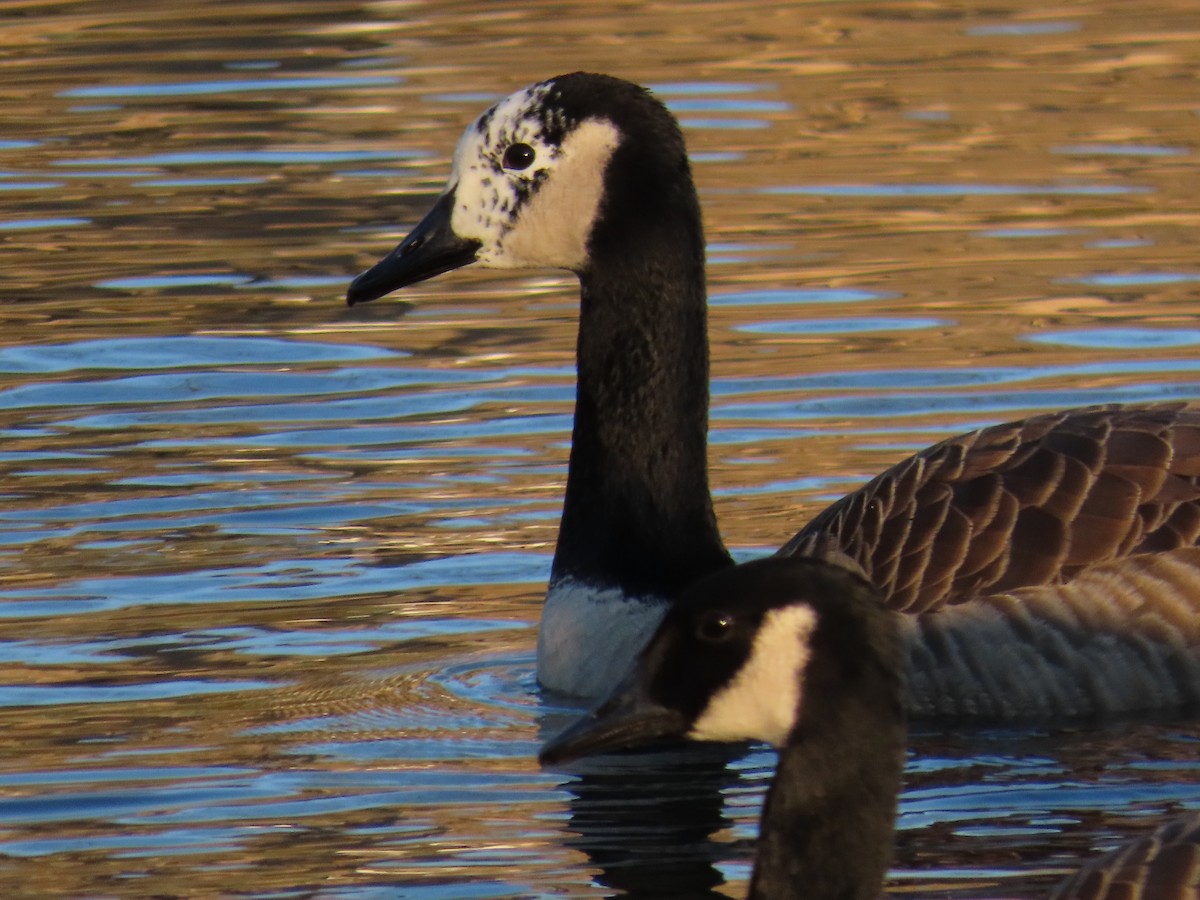 Canada Goose - ML645602693