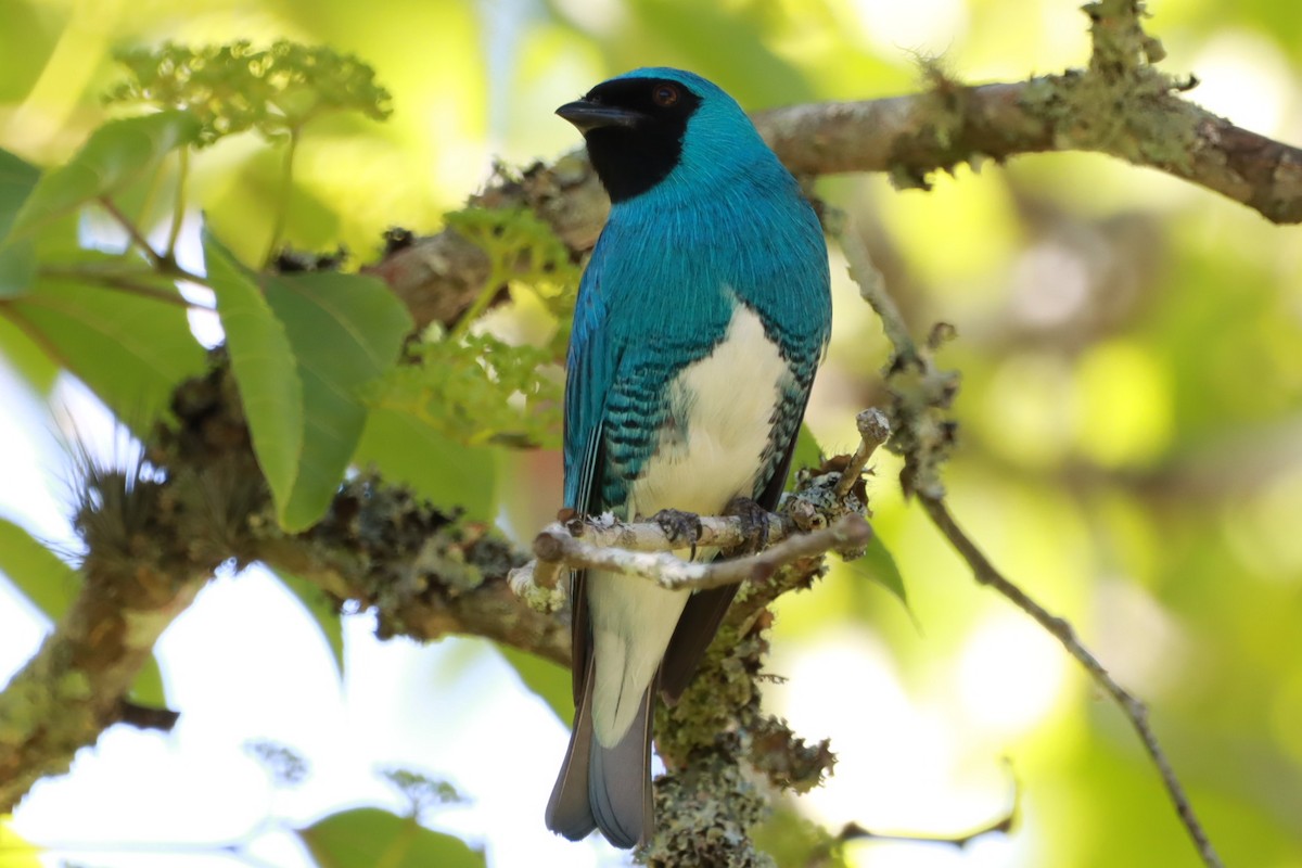 Swallow Tanager - ML645602694