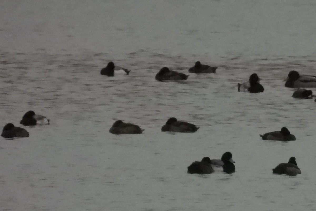 Lesser Scaup - ML645602696